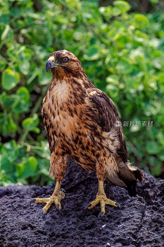 Galápagos鹰(Buteo galapagoensis)是大部分Galápagos群岛特有的大型鹰。蓬塔苏亚雷斯，胡德岛。验布。